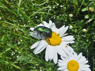 Obraz premium Жук