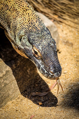 Close up of Komodo Dragon