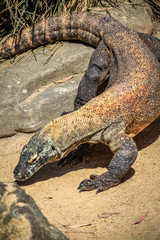 Close up of Komodo Dragon