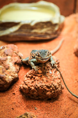 Lizard sitting in the sun on a rock