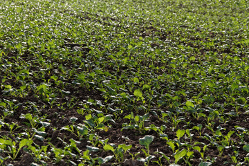 Green growing canola.