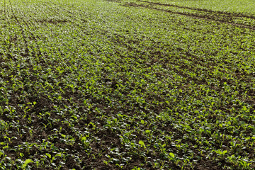 Green growing canola.