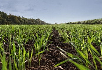View to the country landscape.