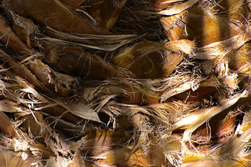 Background of the bark of a palm tree. Close-up of fragments of the bark of a tree in chaotic abstract design. In category of creative background of exotic summer relaxation, screen saver, wallpaper.