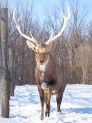 Deer at the snowy forest at the sun close-up