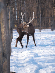Deer at the snowy forest at the sun close-up