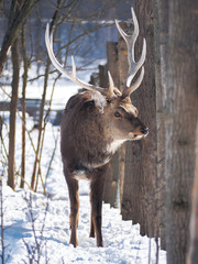 Deer at the snowy forest at the sun close-up