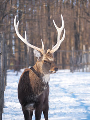 Deer at the snowy forest at the sun close-up