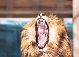 Lion close-up with clever eyes