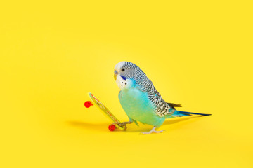 Fototapeta premium sky blue wavy parrot with plastic toy skateboard on color background 