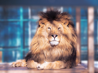 Lion close-up with clever eyes