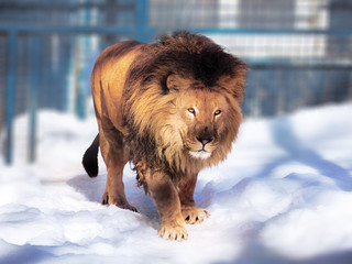 Lion close-up with clever eyes