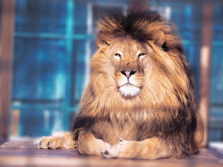 Lion close-up with clever eyes