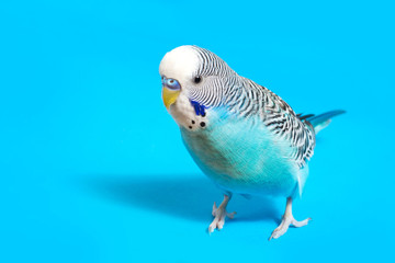 sky blue  wavy parrot with plastic toy skateboard  on color background 
