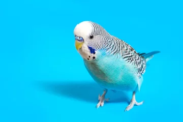 Photo sur Aluminium Perroquet sky blue  wavy parrot with plastic toy skateboard  on color background   