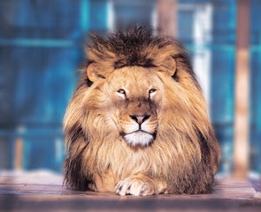 Obraz premium Lion close-up with clever eyes