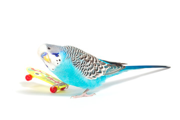 sky blue  wavy parrot with plastic toy skateboard  on color background 
