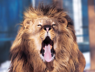 Lion close-up with clever eyes