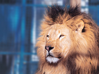 Lion close-up with clever eyes