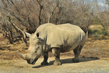 Obraz premium Rhinocéros blanc d'Afrique