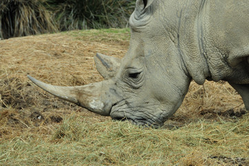 Obraz premium Portrait d'un rhinocéros d'Afrique