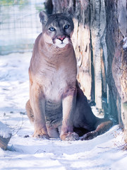 Naklejka na ściany i meble Puma at the snow dangerous close-up