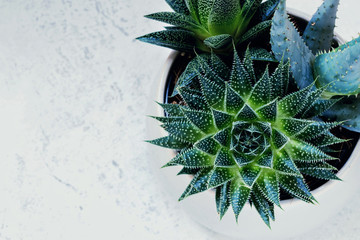 Succulent haworthia fasciata and aloe vera in a pot on white marble background. Stylish and simple...
