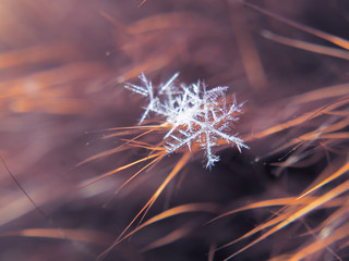 Snowflake beautifull on the colorful background macro