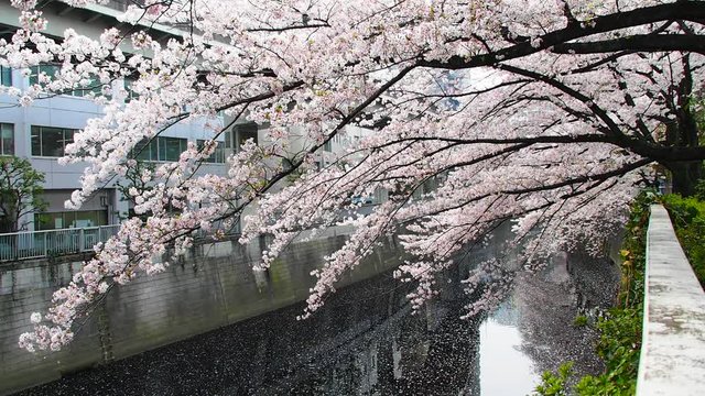 Cherry blossom in Edogawabashi