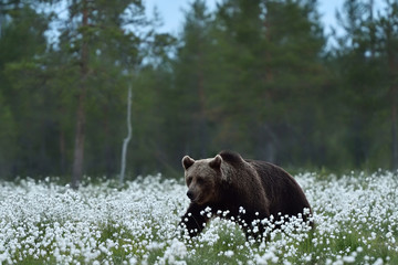 Naklejka na ściany i meble brown bear in forest landscape
