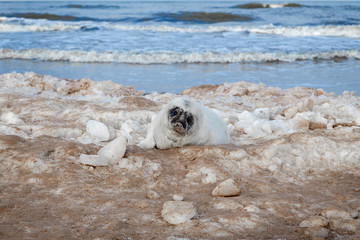Obraz premium Seals on the seashore