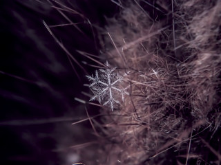 Snowflake beautifull on the colorful background macro