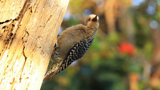 Hoffman's Woodpecker, Melanerpes hoffmannii, from Costa Rica