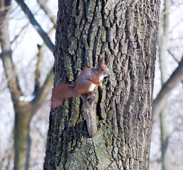 Squirrel at the snowy forest
