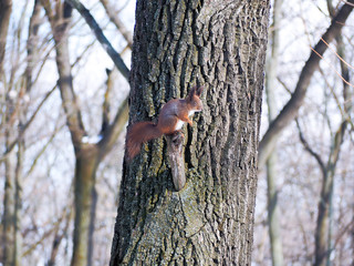 Squirrel at the snowy forest