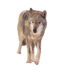 Wolf running grey full size cute