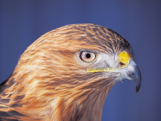 Eagle brown serious head  close-up