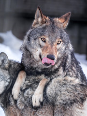 Grey wolf at the snow close up