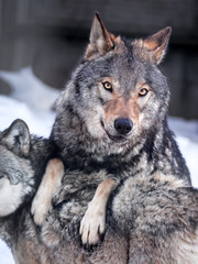 Grey wolf at the snow close up