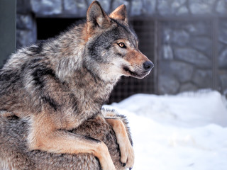 Grey wolf at the snow close up