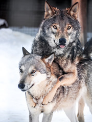 Grey wolf at the snow close up
