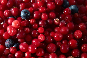 Fresh forest berries in sugar