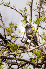 Starling meets the spring in the garden