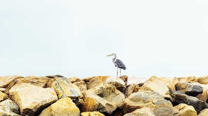 The gray heron near the sea on the rocks, Male, Maldives. Copy space for text.