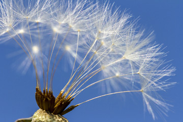 Airy soft white dangelion on blue sky background. Romantic gentle flower artistic image.