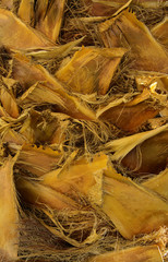 Background of the bark of a palm tree. Close-up of fragments of the bark of a tree in chaotic abstract design. In category of creative background of exotic summer relaxation, screen saver, wallpaper.