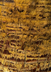 Background of the bark of a palm tree. Close-up of fragments of the bark of a tree in chaotic abstract design. In category of creative background of exotic summer relaxation, screen saver, wallpaper.