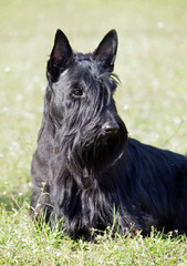 Black Scottish terrier on a natural green background