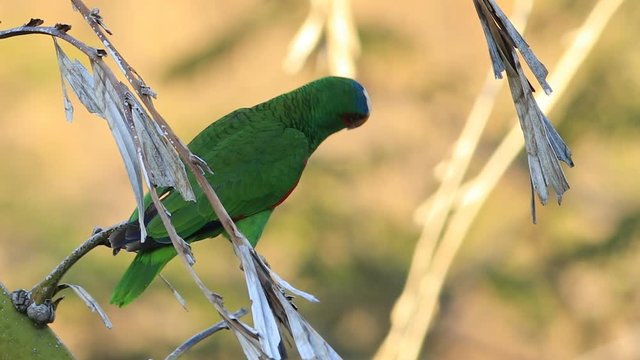 White-Fronted Parrot, Amazona albifrons, from Costa Rica