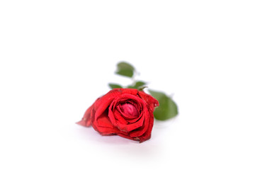 Single red rose on a white background 